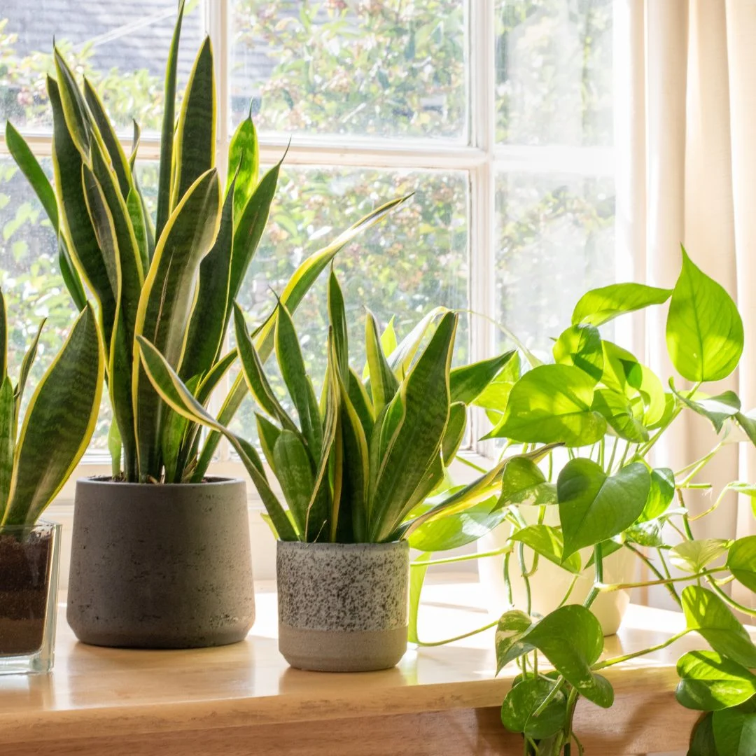 snake plant sansevieria trifasciata